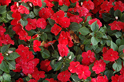 Lollipop Cherry Red Impatiens (Impatiens 'Lollipop Cherry Red') at Lakeshore Garden Centres