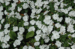Lollipop Coconut White Impatiens (Impatiens 'Lollipop Coconut White') at Lakeshore Garden Centres