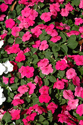 Lollipop Fruit Punch Rose Impatiens (Impatiens 'Lollipop Fruit Punch Rose') at Lakeshore Garden Centres