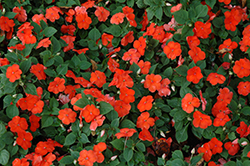 Lollipop Orange Impatiens (Impatiens 'Lollipop Orange') at Lakeshore Garden Centres