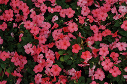 Lollipop Peach Salmon Impatiens (Impatiens 'Lollipop Peach Salmon') at Lakeshore Garden Centres