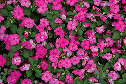 Lollipop Pomegranate Carmine Impatiens (Impatiens 'Lollipop Pomegranate Carmine') at Lakeshore Garden Centres