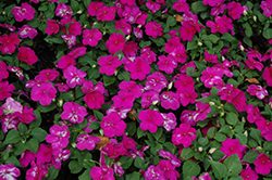 Lollipop Raspberry Violet Impatiens (Impatiens 'Lollipop Raspberry Violet') at Lakeshore Garden Centres