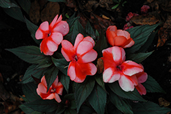 Petticoat Mandarin Star New Guinea Impatiens (Impatiens 'Petticoat Mandarin Star') at Lakeshore Garden Centres