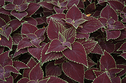 Abbey Road Coleus (Solenostemon scutellarioides 'Abbey Road') at Lakeshore Garden Centres