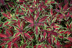 FlameThrower Chili Pepper Coleus (Solenostemon scutellarioides 'Chili Pepper') at Lakeshore Garden Centres