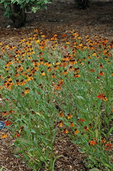 Moerheim Beauty Sneezeweed (Helenium 'Moerheim Beauty') at Lakeshore Garden Centres