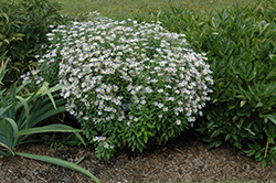 Jim Crockett Boltonia (Boltonia asteroides 'Jim Crockett') at Lakeshore Garden Centres