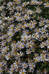 Jim Crockett Boltonia (Boltonia asteroides 'Jim Crockett') at Lakeshore Garden Centres