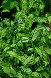 Moonlight Chinese Fairy Bells (Disporum cantoniense 'Moonlight') at Lakeshore Garden Centres