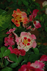 Sweet Spot Ruby Rose (Rosa 'IntRos03') at Lakeshore Garden Centres