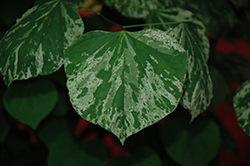 Floating Clouds Redbud (Cercis canadensis 'Floating Clouds') at Lakeshore Garden Centres