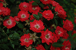 Carefree Caroline Rose (Rosa 'Ivtahockey') at Lakeshore Garden Centres