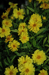 Lemon Pom Poms Tickseed (Coreopsis 'Lemon Pom Poms') at Lakeshore Garden Centres