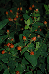 First Editions Pumpkin St. John's Wort (Hypericum x inodorum 'Kolmapuki') at Lakeshore Garden Centres