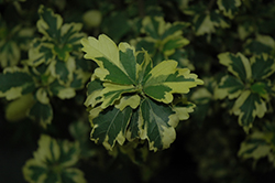 Summer Ruffle Rose of Sharon (Hibiscus syriacus 'Aarticus') at Lakeshore Garden Centres