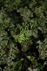 Miss Lemon Abelia (Abelia x grandiflora 'Hopley's') at Lakeshore Garden Centres