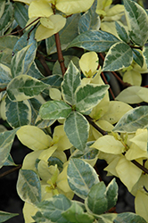 Variegated Confederate Star-Jasmine (Trachelospermum jasminoides 'Variegatum') at Lakeshore Garden Centres
