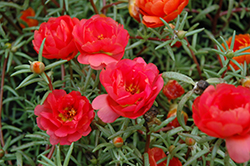 Sundial Red Portulaca (Portulaca grandiflora 'Sundial Red') at Lakeshore Garden Centres