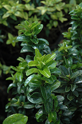 Sky Pillar Euonymus (Euonymus japonicus 'Sky Pillar') at Lakeshore Garden Centres