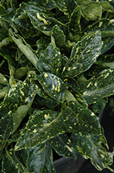 Dwarf Gold Dust Aucuba (Aucuba japonica 'Dwarf Gold Dust') at Lakeshore Garden Centres