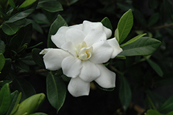 Double Mint Gardenia (Gardenia jasminoides 'Double Mint') at Lakeshore Garden Centres