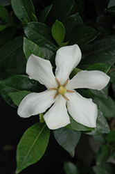 Pinwheel Gardenia (Gardenia jasminoides 'Pinwheel') at Lakeshore Garden Centres