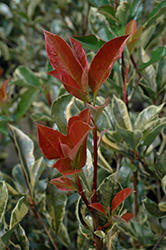 Pink Marble Photinia (Photinia x fraseri 'Cassini') at Lakeshore Garden Centres