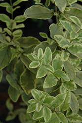 Swift Creek Privet (Ligustrum sinense 'Swift Creek') at Lakeshore Garden Centres