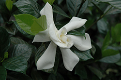 August Beauty Gardenia (Gardenia jasminoides 'August Beauty') at Lakeshore Garden Centres