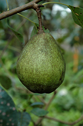 Kieffer Pear (Pyrus 'Kieffer') at Lakeshore Garden Centres