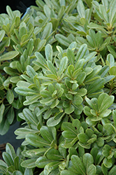 Wheeler's Dwarf Mock Orange (Pittosporum tobira 'Wheeler's Dwarf') at Lakeshore Garden Centres