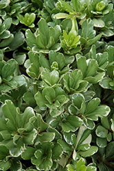 Variegated Mock Orange (Pittosporum tobira 'Variegatum') at Lakeshore Garden Centres