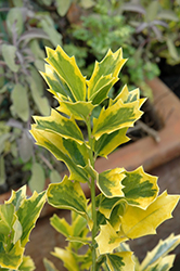 Oak Leaf Variegatd Holly (Ilex 'Oak Leaf Variegated') at Lakeshore Garden Centres