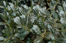 Burford Chinese Holly (Ilex cornuta 'Burfordii') at Lakeshore Garden Centres