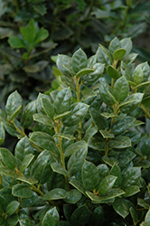 Dwarf Burford Chinese Holly (Ilex cornuta 'Dwarf Burford') at Lakeshore Garden Centres