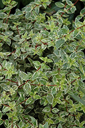 Frosty Abelia (Abelia x grandiflora 'Frosty') at Lakeshore Garden Centres
