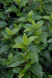 Compact Laurustinus (Viburnum tinus 'Compactum') at Lakeshore Garden Centres