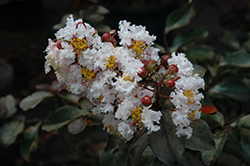 Burgundy Cotton Crapemyrtle (Lagerstroemia 'Whit VI') at Lakeshore Garden Centres