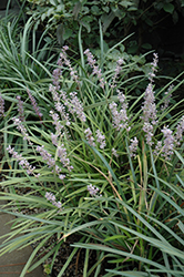 Evergreen Giant Lily Turf (Liriope muscari 'Evergreen Giant') at Lakeshore Garden Centres