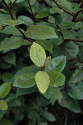 Glen St. Mary Silverberry (Elaeagnus pungens 'Glen St. Mary') at Lakeshore Garden Centres