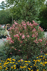 Cinnamon Ruffle Crapemyrtle (Lagerstroemia indica 'Cinnamon Ruffle') at Lakeshore Garden Centres
