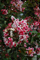 Cinnamon Ruffle Crapemyrtle (Lagerstroemia indica 'Cinnamon Ruffle') at Lakeshore Garden Centres