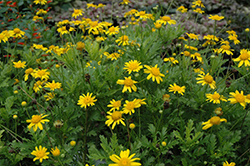 Green Leafed Euryops (Euryops pectinatus 'Viridis') at Lakeshore Garden Centres