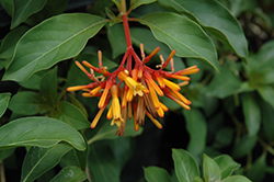 Dwarf Firebush (Hamelia patens 'Compacta') at Lakeshore Garden Centres
