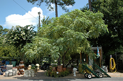 Jade Snowflake Variegated Chinaberry (Melia azedarach 'Jade Snowflake') at Lakeshore Garden Centres