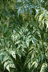 Jade Snowflake Variegated Chinaberry (Melia azedarach 'Jade Snowflake') at Lakeshore Garden Centres