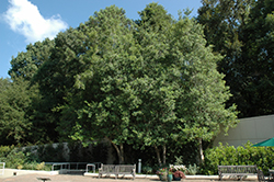 East Palatka Holly (Ilex x attenuata 'East Palatka') at Lakeshore Garden Centres
