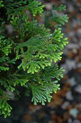 Hondai Japanese Arborvitae (Thujopsis dolabrata 'Hondai') at Lakeshore Garden Centres