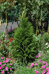 Steeplechase Arborvitae (Thuja 'Steeplechase') at Golden Acre Home & Garden